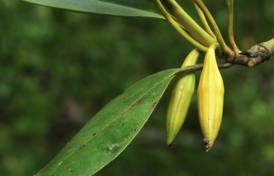 Screen%20Shot%202021 06-05%20at%205.26.06%20PM