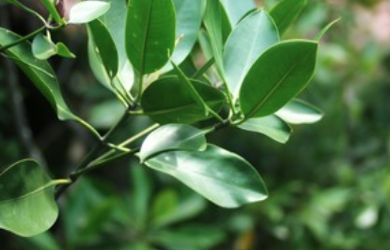 Screen%20Shot%202021 06-05%20at%205.28.28%20PM